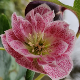 Hunyor 'Double Pink and White Spotted'