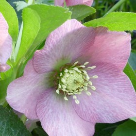Hunyor 'Queens Pink'