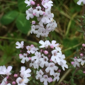 Kakukkfű narancsillatú 'Fragrantissimus Orange' NEM szépséghibás