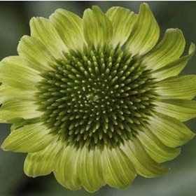Kasvirág 'Prairie Blaze Green'