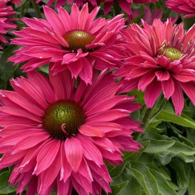 Kasvirág 'Sunseekers Sweet Fuchsia'