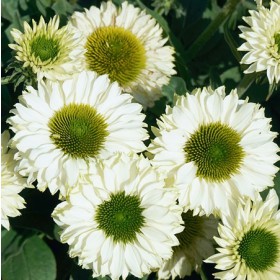 Kasvirág 'Sunseekers White Perfection'