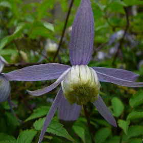 Havasi iszalag, klematisz alpina