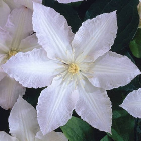 Klematisz 'Gladys Picard'