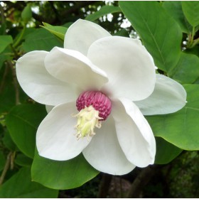 Nyáron virágzó liliomfa 'Oyama'