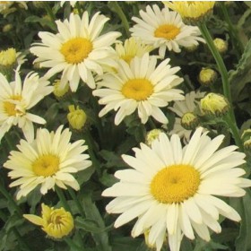 Margaréta 'Banana Cream'