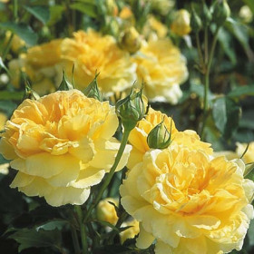 Rózsa alacsony sárga 'Lovely Yellow' szépséhibás