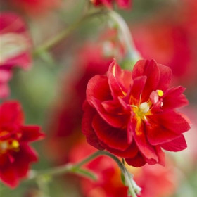 Napvirág 'Cerise Queen'