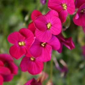 Kerti pázsitviola 'Regado Red'