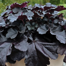 Tűzgyöngyvirág 'Black Pearl' NEM szépséghibás