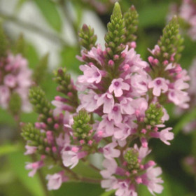 Dúsvirágú verbéna 'Rosea' 