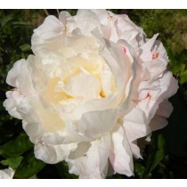 Illatos bazsarózsa rózsaszín-fehér 'Shirley Temple' 