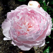 Illatos bazsarózsa 'Myrtle Gentry'