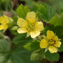 Erdei berkipimpó 'Waldsteinia'
