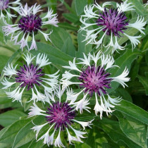 Hegyi imola 'Amethyst in Snow'