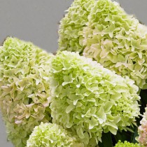 Törpe hortenzia, bugás 'Little Fraise' 