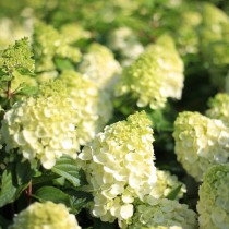 Bugás hortenzia 'Mount Blanc'