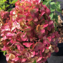 Törpe bugás hortenzia 'Petite Cherry'