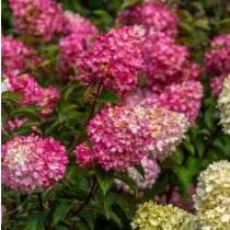 Bugás hortenzia 'Pink Queen'