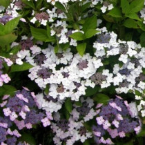 Kerti hortenzia 'Cloudi' hibrid