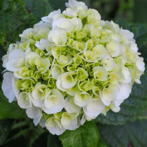 Kerti hortenzia 'Ice Girl'