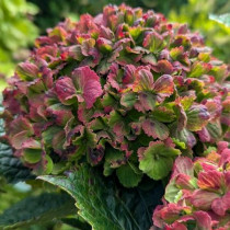 Kerti hortenzia 'Rembrant Vibrant Verde'
