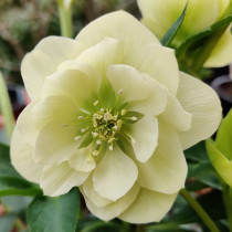 Hunyor 'Double Yellow'	