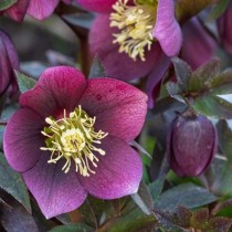 Hunyor 'Heuger Roses Early Red'