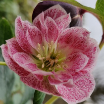 Hunyor 'Double Pink and White Spotted'