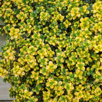 Citromillatú kakukkfű ’Lemon’ NEM szépséghibás