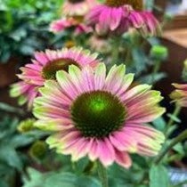 Kasvirág 'Pink Lemonade'