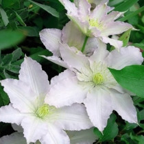Klematisz 'Gladys Picard'