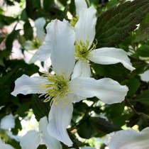 Klematisz/iszalag 'Wilsonii'