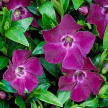 Örökzöld meténg 'Atropurpurea'
