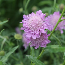 Ördögszem 'Pink Mist' szépséghibás