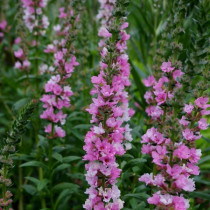 Réti füzény 'Pink Blush'