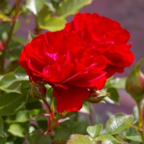 Rózsa alacsony tűzvörös  'Lovely Red' szépséghibás