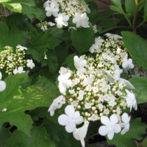 Tölgylevelű hortenzia 'Burgundy' 