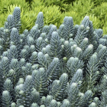 Pompás varjúháj 'Blue Cushion' NEM szépséghibás
