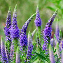 Hosszúlevelű veronica 'First Glory'