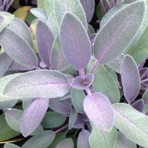 Zsálya 'Purpurascens'